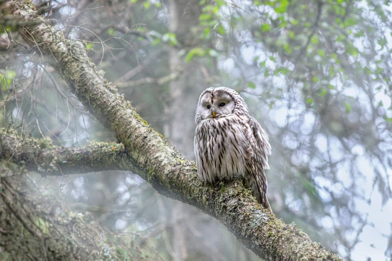 a large gray owl sits on top of a tree
