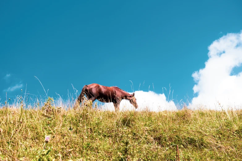 there is a horse that is eating in the wild