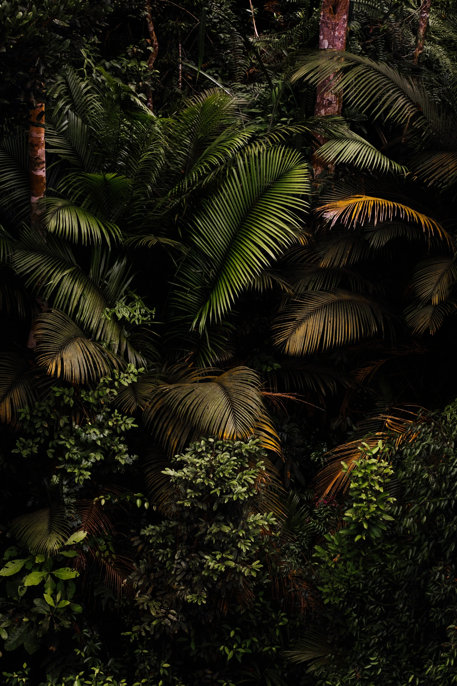 a very large jungle is seen in this image