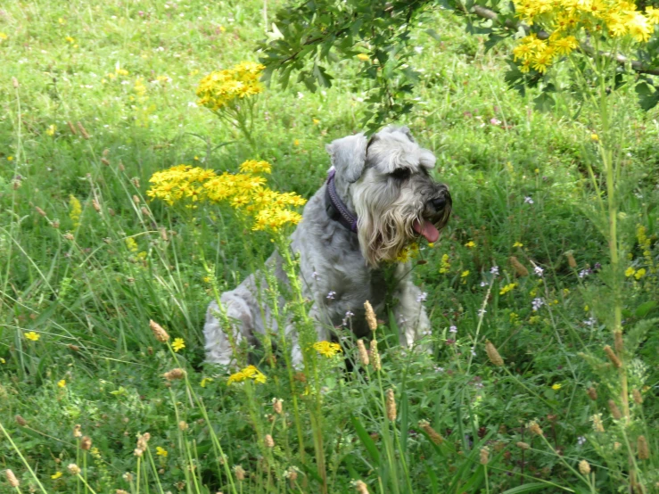a dog in the middle of a grassy field