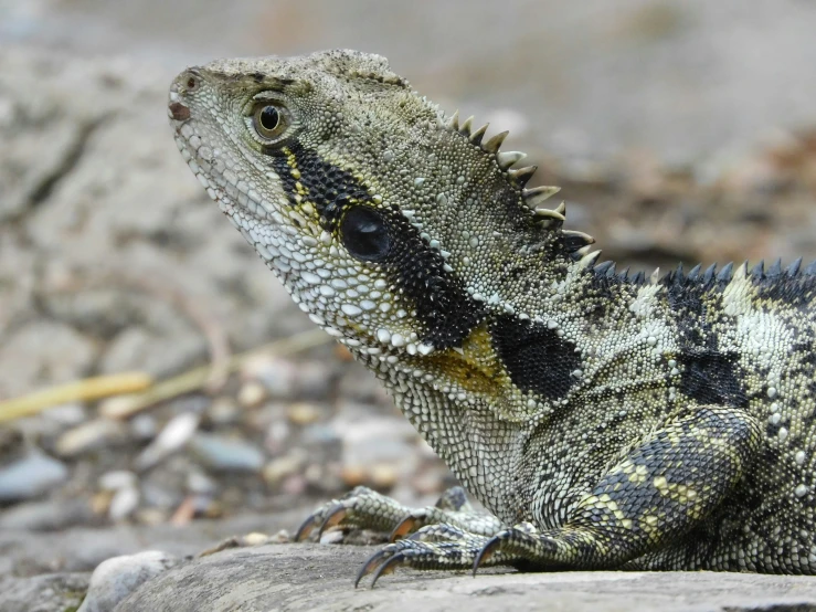 the lizard is outside on some rocks