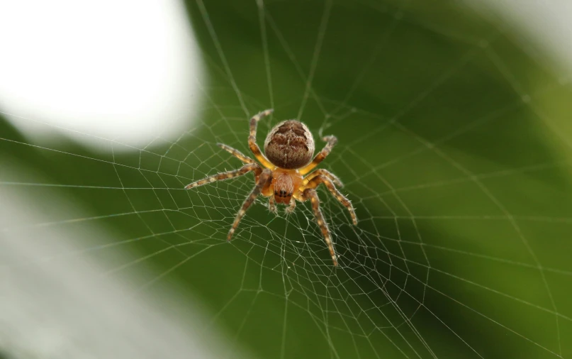 a spider in its web with a green background