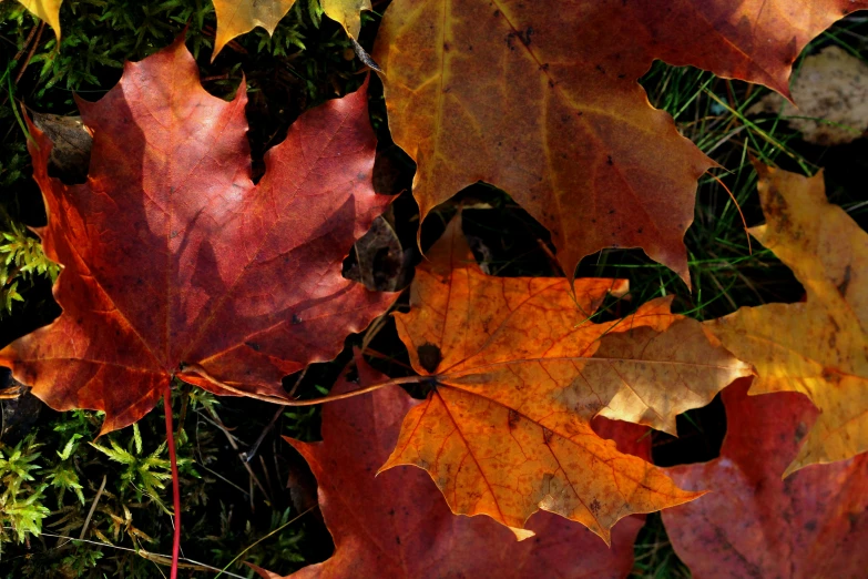 bright orange leaves rest against the green grass