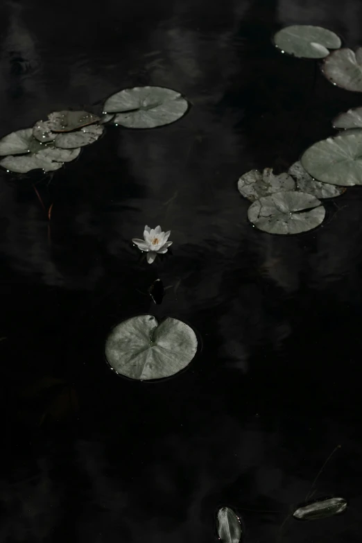 lily pad leaves on a lake in the middle of winter