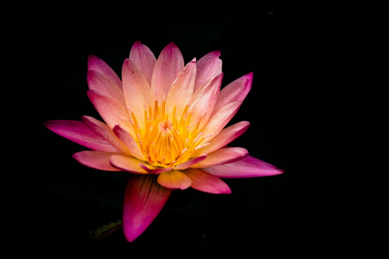 a lotus flower sits in the middle of a black background