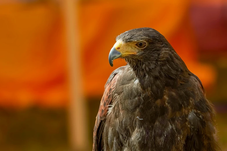 close - up s of an eagle standing with a big orange background