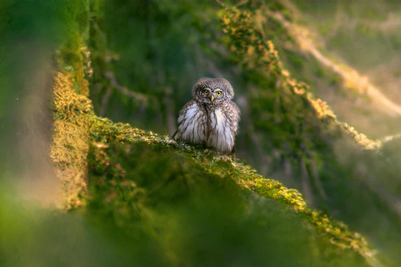 a small owl is perched on the edge of the moss