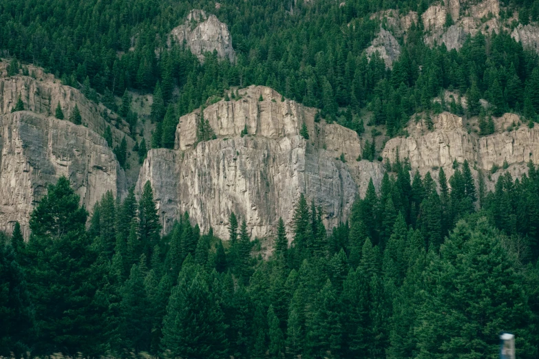 a forested area with pine trees and a waterfall