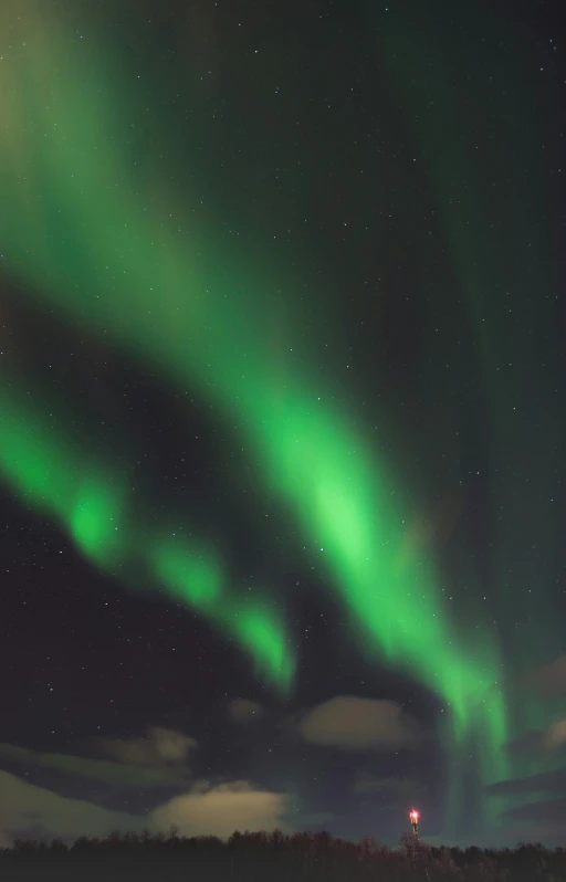 some green and purple lights over a forest