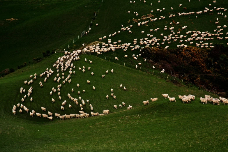 the view of many white sheep in an open field