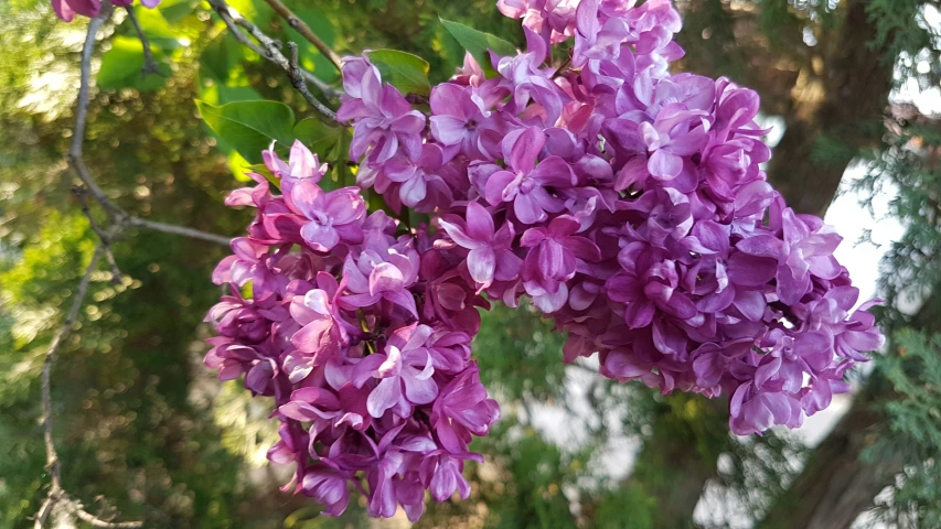 purple flowers on green leaves are on the tree