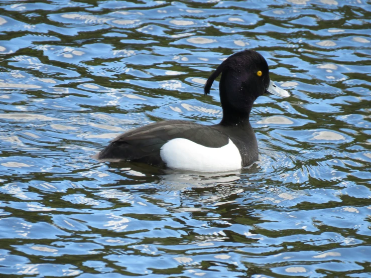 a black and white duck floating in a body of water