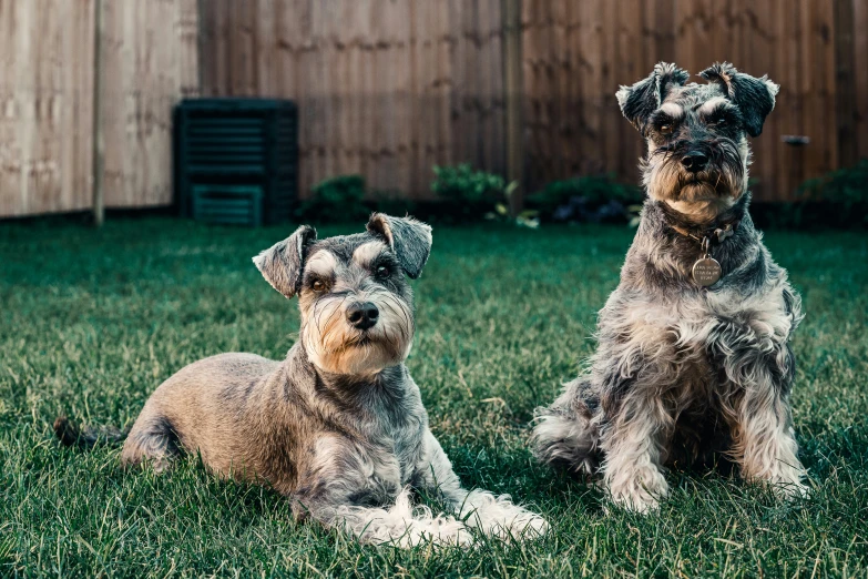 a couple of dogs sitting on top of a grass covered field