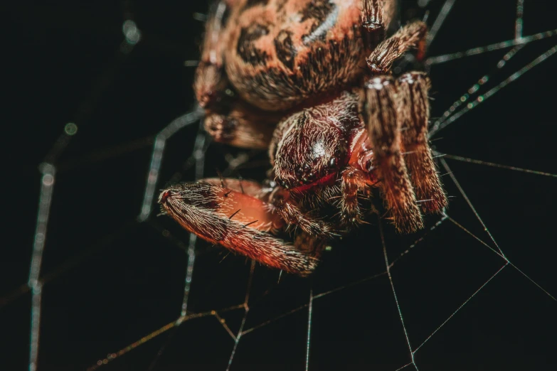 close up of a spider with it's body showing and a red spot