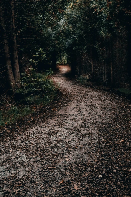 a path is surrounded by leaf strewn ground