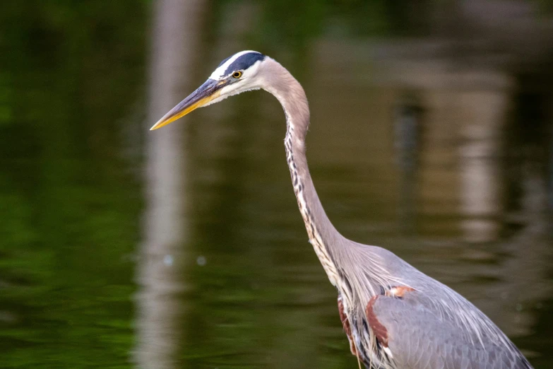 a close up of a bird standing in the water