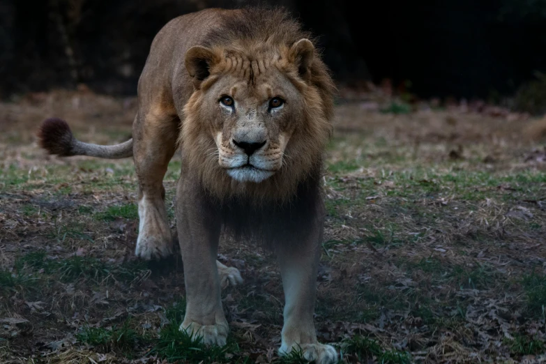 an adult lion stands in a field with grass