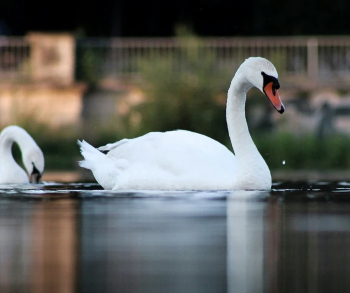two swans are swimming together in the water