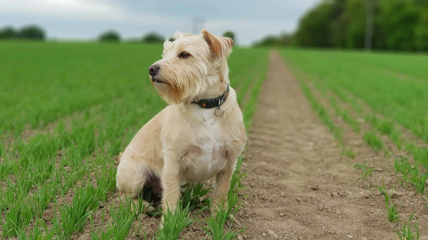 an adorable terrier sits on the edge of a dirt path and looks into the distance