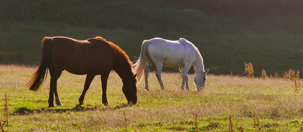 two horses are grazing in a large grassy field