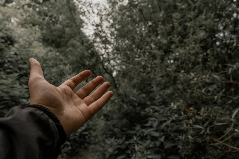 a person with their hand out in front of trees