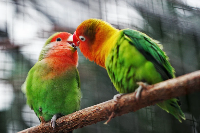 two small colorful birds perched on a tree limb