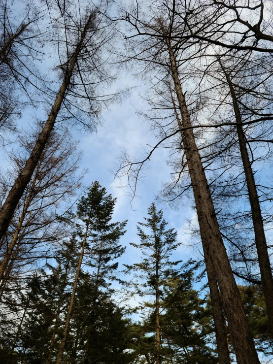 a group of tall pine trees next to each other