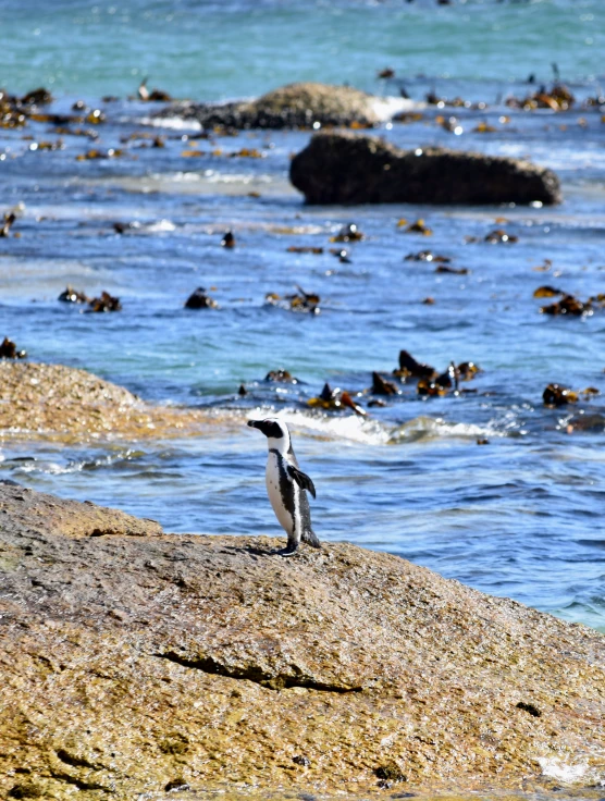 there is a penguin standing on a rock next to the water