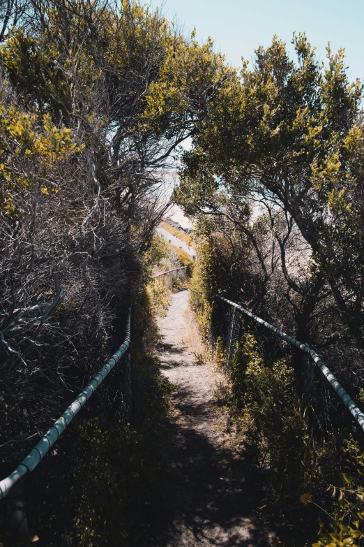 trees grow near a paved pathway between two poles