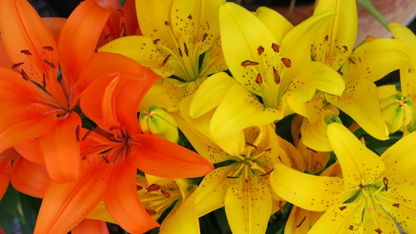 a group of orange and yellow flowers blooming together