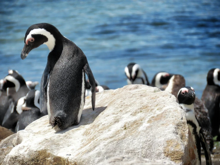 a penguin stands on the rocks while other penguins look on