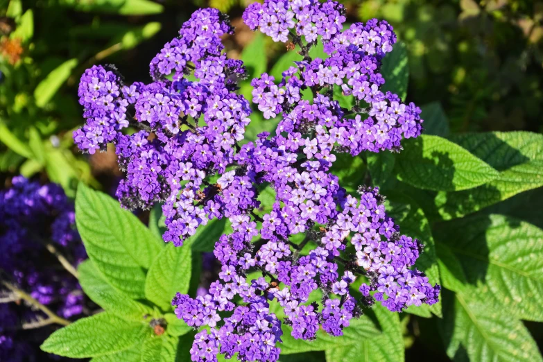 a purple flower with many green leaves in the background