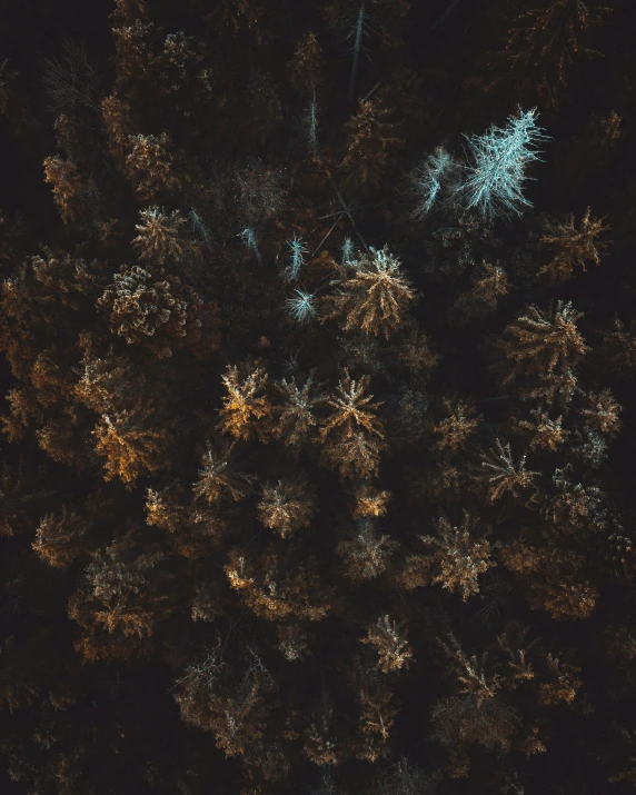 an overhead view of a forest in the night