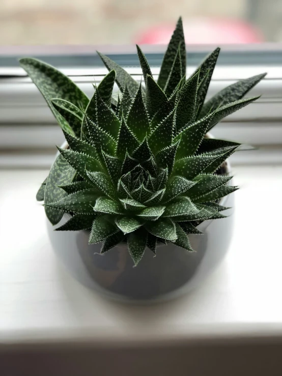 a house plant in a small pot on a windowsill
