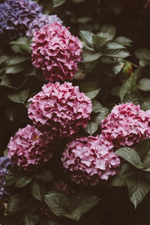 pink flowers are in front of the leaves