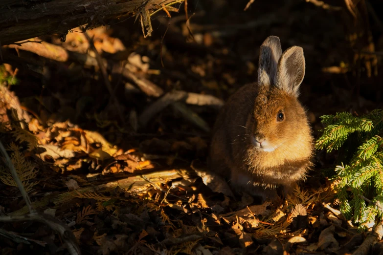 a brown rabbit sits on the ground in the dark