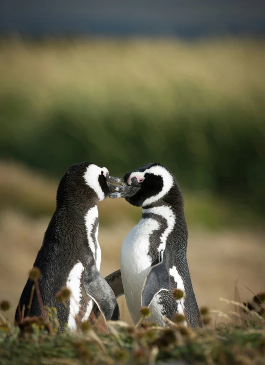 a couple of penguins in the grass rubbing their necks