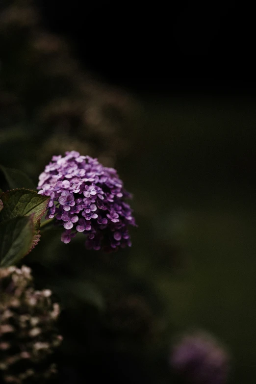 purple flowers in bloom with some blurry back ground