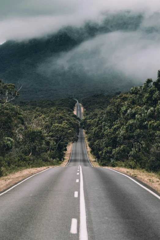 a road surrounded by some very tall trees