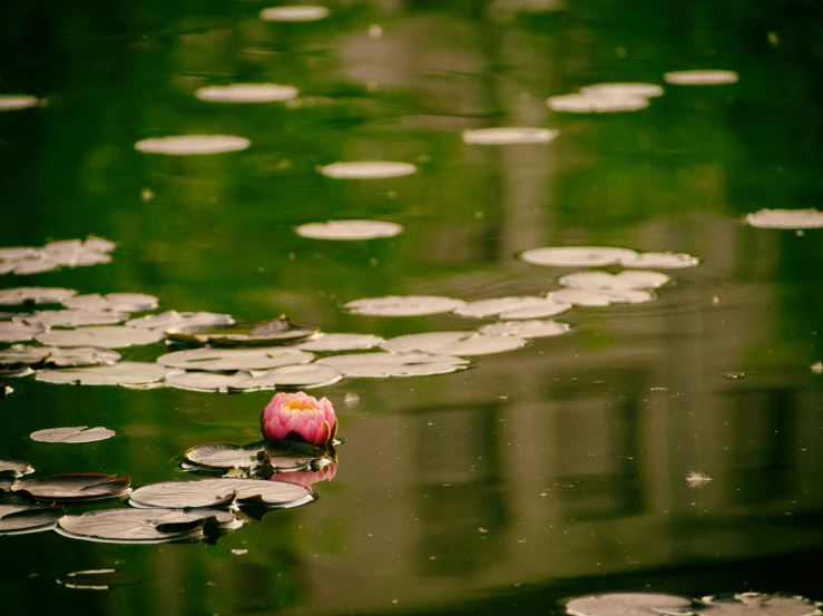 a flower that is sitting in the middle of water