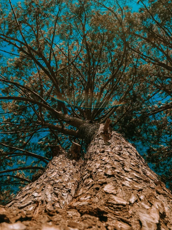 a tree is shown from the ground with blue sky in the background