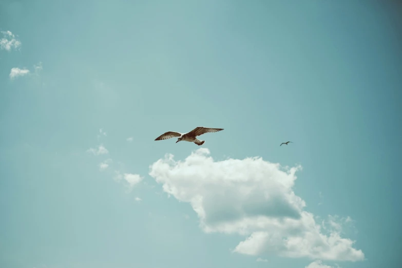 an eagle and seagulls fly through the clouds