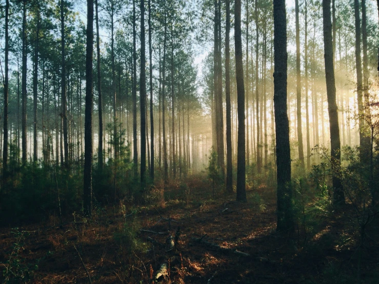 the sunlight is shining through the trees in the forest