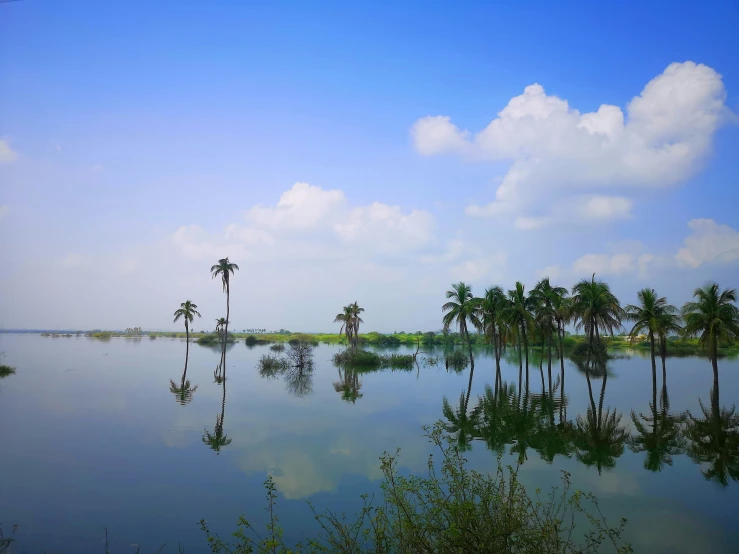 palm trees are in the distance and still visible