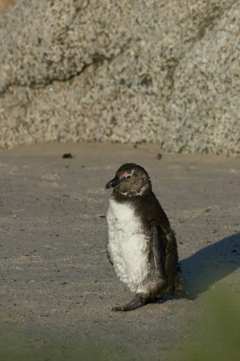 a small penguin is sitting in the sand