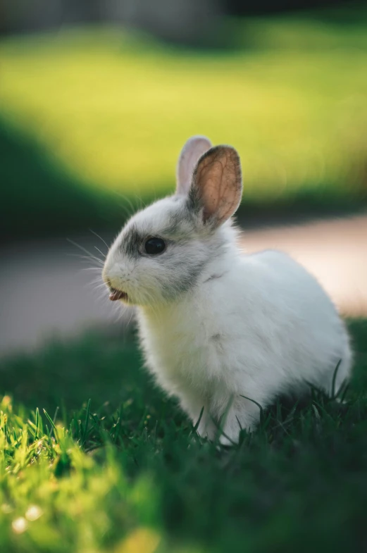 a bunny in grass near the street