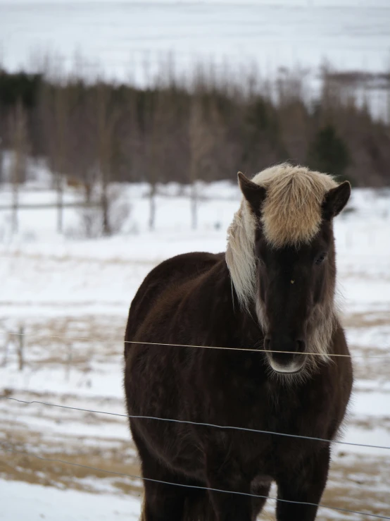 a black horse with white mane standing in snow behind a wire fence