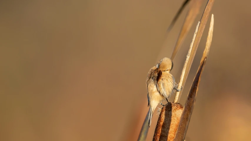 a close up s of a grasshopper on its side