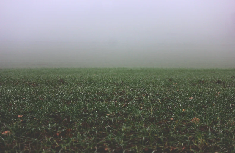 a foggy field with lots of grass on top