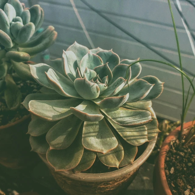 three different types of succulents are shown in pots